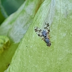 Austrotephritis poenia (Australian Fruit Fly) at Lyneham, ACT - 12 Oct 2023 by trevorpreston
