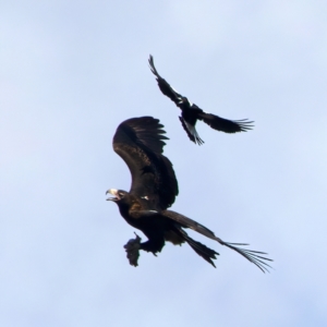 Aquila audax at Ainslie, ACT - suppressed