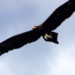 Aquila audax at Ainslie, ACT - suppressed