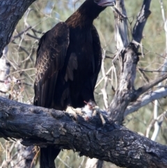 Aquila audax at Ainslie, ACT - suppressed