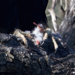 Aquila audax at Ainslie, ACT - 9 Oct 2023