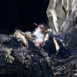 Aquila audax at Ainslie, ACT - suppressed