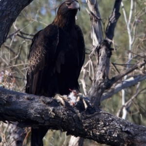 Aquila audax at Ainslie, ACT - suppressed