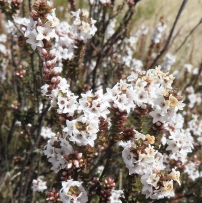 Epacris gunnii (Heath) at Kosciuszko National Park - 26 Sep 2023 by RobParnell