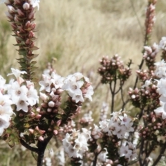 Epacris gunnii at Cooleman, NSW - 26 Sep 2023