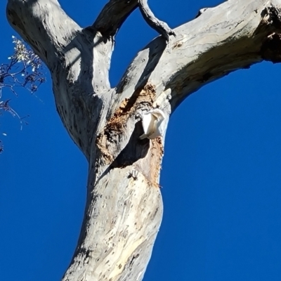 Cacatua galerita (Sulphur-crested Cockatoo) at Mount Mugga Mugga - 12 Oct 2023 by Mike