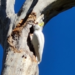 Cacatua galerita at O'Malley, ACT - 13 Oct 2023