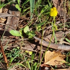 Goodenia pinnatifida (Scrambled Eggs) at Mount Mugga Mugga - 12 Oct 2023 by Mike