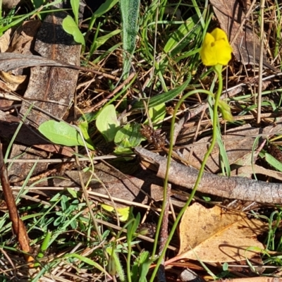 Goodenia pinnatifida (Scrambled Eggs) at O'Malley, ACT - 12 Oct 2023 by Mike