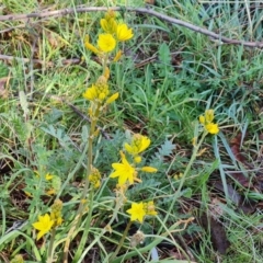 Bulbine bulbosa (Golden Lily) at O'Malley, ACT - 12 Oct 2023 by Mike