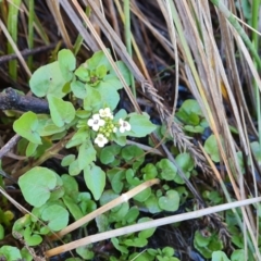 Rorippa nasturtium-aquaticum (Watercress) at O'Malley, ACT - 13 Oct 2023 by Mike