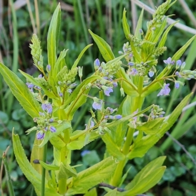 Veronica anagallis-aquatica (Blue Water Speedwell) at Mount Mugga Mugga - 12 Oct 2023 by Mike