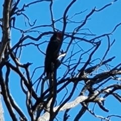 Callocephalon fimbriatum (Gang-gang Cockatoo) at GG128 - 12 Oct 2023 by Mike