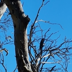 Callocephalon fimbriatum at O'Malley, ACT - suppressed