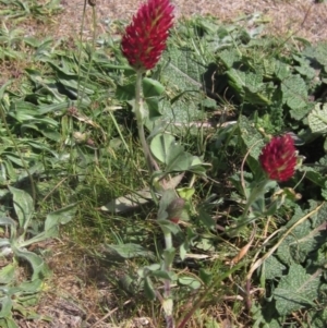 Trifolium incarnatum at Belconnen, ACT - 2 Oct 2023 12:29 PM