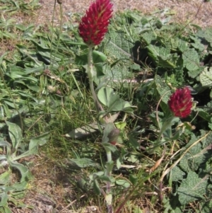 Trifolium incarnatum at Belconnen, ACT - 2 Oct 2023