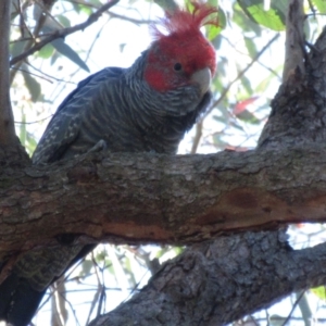 Callocephalon fimbriatum at Hawker, ACT - 13 Oct 2023