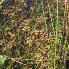 Ludwigia palustris (Marsh Purslane) at Belconnen, ACT - 2 Oct 2023 by pinnaCLE