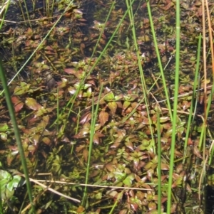 Ludwigia palustris at Belconnen, ACT - 2 Oct 2023 11:30 AM