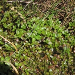 Ludwigia palustris at Belconnen, ACT - 2 Oct 2023 11:30 AM