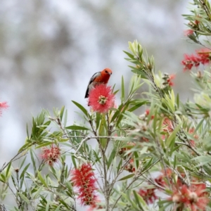 Myzomela sanguinolenta at Broulee, NSW - suppressed