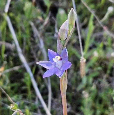 Thelymitra peniculata (Blue Star Sun-orchid) at Belconnen, ACT - 11 Oct 2023 by sangio7