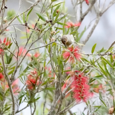 Myzomela sanguinolenta (Scarlet Honeyeater) at Broulee Moruya Nature Observation Area - 12 Oct 2023 by Gee