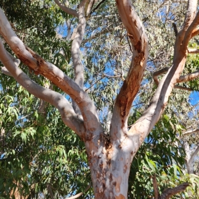 Angophora costata (Rusty Gum, Smooth-barked Apple) at Weston, ACT - 12 Oct 2023 by Steve818