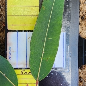 Angophora costata at Weston, ACT - 13 Oct 2023