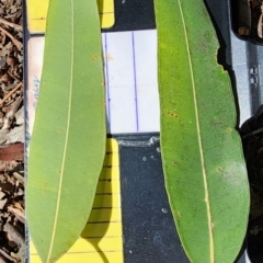 Angophora costata at Weston, ACT - 13 Oct 2023