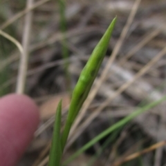 Diuris sulphurea (Tiger Orchid) at Hawker, ACT - 3 Oct 2023 by pinnaCLE