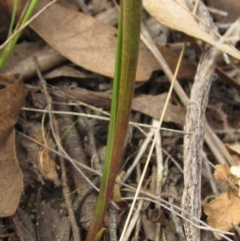 Diuris sulphurea at Hawker, ACT - suppressed