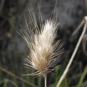 Cynosurus echinatus at Hawker, ACT - 3 Oct 2023 02:00 PM