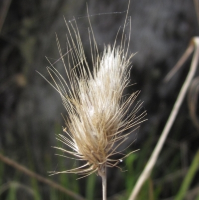 Cynosurus echinatus (Rough Dog's Tail Grass) at The Pinnacle - 3 Oct 2023 by pinnaCLE