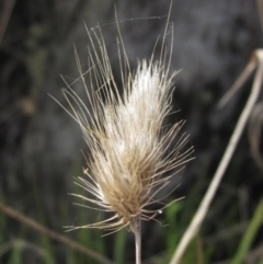 Cynosurus echinatus (Rough Dog's Tail Grass) at Hawker, ACT - 3 Oct 2023 by pinnaCLE