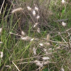 Cynosurus echinatus at Hawker, ACT - 3 Oct 2023 02:00 PM