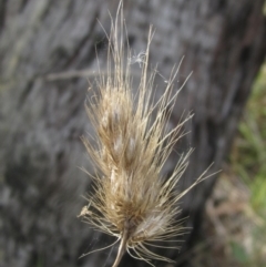 Cynosurus echinatus at Hawker, ACT - 3 Oct 2023 02:00 PM