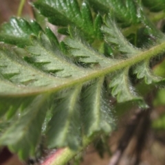 Acaena x ovina (Sheep's Burr) at Belconnen, ACT - 3 Oct 2023 by pinnaCLE