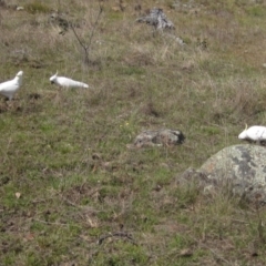 Cacatua galerita (Sulphur-crested Cockatoo) at The Pinnacle - 1 Oct 2023 by pinnaCLE