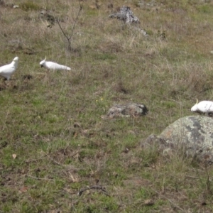 Cacatua galerita at Belconnen, ACT - 2 Oct 2023 10:39 AM