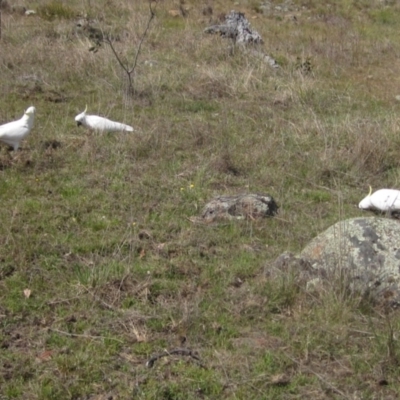 Cacatua galerita (Sulphur-crested Cockatoo) at Belconnen, ACT - 2 Oct 2023 by pinnaCLE