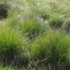 Carex appressa (Tall Sedge) at The Pinnacle - 1 Oct 2023 by pinnaCLE