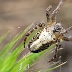 Araneus eburnus (Bush orb weaver) at Lyneham, ACT - 13 Oct 2023 by trevorpreston