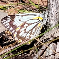 Belenois java (Caper White) at Gungaderra Grasslands - 13 Oct 2023 by trevorpreston