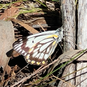 Belenois java at Gungahlin, ACT - 13 Oct 2023