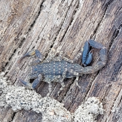 Lychas marmoreus (Little Marbled Scorpion) at Gungaderra Grasslands - 13 Oct 2023 by trevorpreston