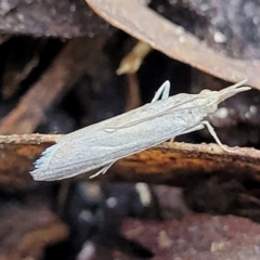 Faveria tritalis (Couchgrass Webworm) at Gungaderra Grasslands - 13 Oct 2023 by trevorpreston