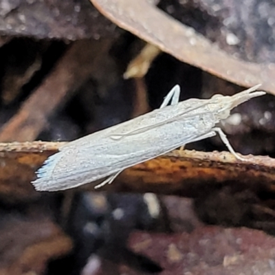 Faveria tritalis (Couchgrass Webworm) at Crace, ACT - 13 Oct 2023 by trevorpreston