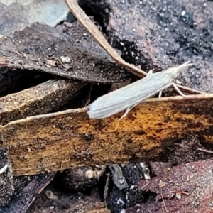 Faveria tritalis at Crace, ACT - 13 Oct 2023 11:48 AM