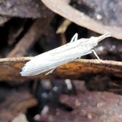 Faveria tritalis at Crace, ACT - 13 Oct 2023 11:48 AM